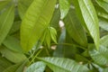 A Money Tree plant Pachira Aquatica growing close up Royalty Free Stock Photo