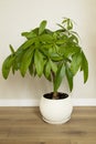 A Money Tree plant Pachira Aquatica growing in white pot in home interior Royalty Free Stock Photo