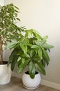 A Money Tree plant Pachira Aquatica growing in white pot Royalty Free Stock Photo