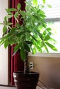 Money Tree Plant Royalty Free Stock Photo