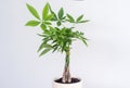 Money Tree plant; Pachira aquatica Royalty Free Stock Photo