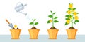 Money tree in pot. Finance profit growth infographic with stages of plant grow coins. Economy business investment or