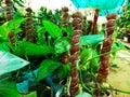 Money tree or vines in a plant shop or nursery closeup view Royalty Free Stock Photo