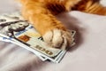 When money works: orange cat's paw on paper banknotes, close-up, gray background, space for text Royalty Free Stock Photo