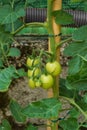 Moneymaker Tomatoes