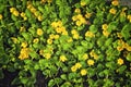 Moneywort, Lysimachia nummularia, Goldilocks plants and yellow flowers lie on sundstone in the garden