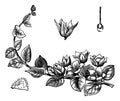 Moneywort or Lysimachia nummularia vintage engraving