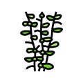 moneywort seaweed color icon vector illustration