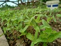 Monggo plant growing
