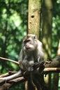 Mongkey life on the tropis forest Royalty Free Stock Photo