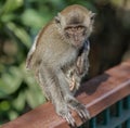 Mongkey nature ape greennature animals Royalty Free Stock Photo