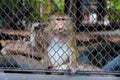 Mongkey in a zoo Royalty Free Stock Photo