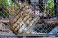 Mongkey in a zoo Royalty Free Stock Photo