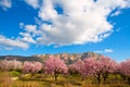 Mongo in Denia Javea in spring with almond tree flowers Royalty Free Stock Photo
