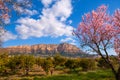 Mongo in Denia Javea in spring with almond tree flowers Royalty Free Stock Photo