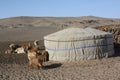 The Mongol goats around the ger (nomadic tent), Gobi Desert, Mongolia.