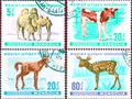 On four postage stamps printed in Mongolia show the image of a young animal - calf, foal, baby camel, fawn.