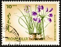 MONGOLIA - CIRCA 1966: Postage stamp issued in Mongolia with the image of Multi-root onion, Allium polyrrhizum.