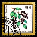 MONGOLIA - CIRCA 1986: A postage stamp from Mongolia showing berries Padus Asiatica Kom