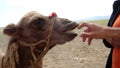 Muzzle of a camel in the desert
