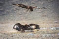 Mongolia, Golden Eagle Festival, Traditional Hunting With Berkut. Two Great Golden Eagles: One Is Sitting On The Prey, The Second Royalty Free Stock Photo