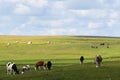 mongolia grassland in china Royalty Free Stock Photo