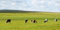 mongolia grassland in china Royalty Free Stock Photo