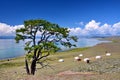 Mongolia, home of 6 Mongolian Yurt on the North shore of lake Hovsgol in the summer.