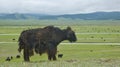 Mongolian hairy yaks roaming all over the fields in Mongolia
