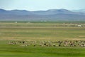 Mongolia landscape with yurts and herds