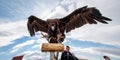 MONGOLIA - May 17, 2015: Specially trained eagle for hunting in mongolian desert near Ulaan-Baator.