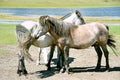 Mongolia. Mongolian horses in a pasture near the Sayan mountains near lake Hovsgol in Mongolia in the summer.