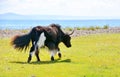 Mongolia, one funny young Yak bushy tail, like a dog returns from the pasture along the lake Hovsgol.