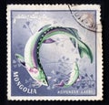 Mongolia postage stamp shows image of the Siberian Sturgeon, Acipenser baerii
