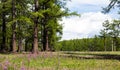 Mongolia's Northern Forests Royalty Free Stock Photo