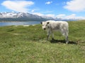 Mongolia sheep - traditional lifestyle and landscape in west Mongolia Royalty Free Stock Photo