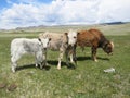 Mongolia sheep - traditional lifestyle and landscape in west Mongolia Royalty Free Stock Photo