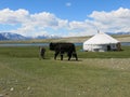 Mongolia sheep - traditional lifestyle and landscape in west Mongolia Royalty Free Stock Photo