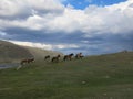 Mongolia sheep - traditional lifestyle and landscape in west Mongolia Royalty Free Stock Photo