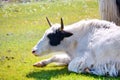 Mongolia. White Mongolian Yak resting in a pasture near the Sayan mountains near lake Hovsgol in Mongolia in the summer.