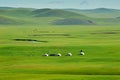 The Mongolia yurts on the green pasture