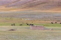 Mongolian Altai. Nomad drives herd to pasture Scenic valley on the background of the mountains