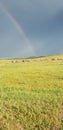 Mongolian beautiful nature with rainbow and camel