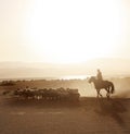 Mongolian boy drove herd of sheeps Royalty Free Stock Photo