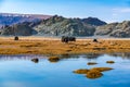 Mongolian cattle grazing on the pasture near the stream in front of the beautiful mountain