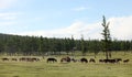 Mongolian cattle
