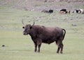 Mongolian cow in pasture.