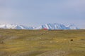 Mongolian dwelling on the green plain of grass. Snowy mountains in the background. Horses graze in the foreground Royalty Free Stock Photo