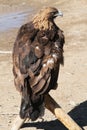 Mongolian Eagle