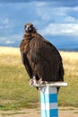 Mongolian eagle